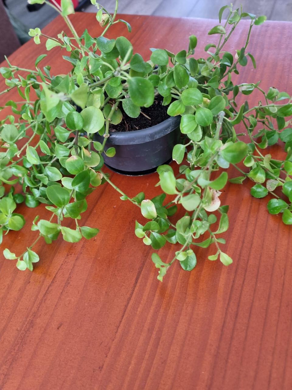 Gratis plant