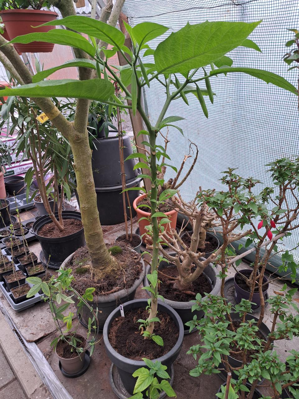 Overjarige brugmansia