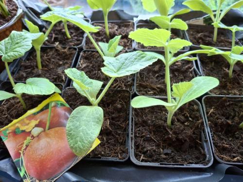 Pompoenplantjes
