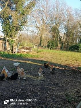 Cochin kriel-haantjes