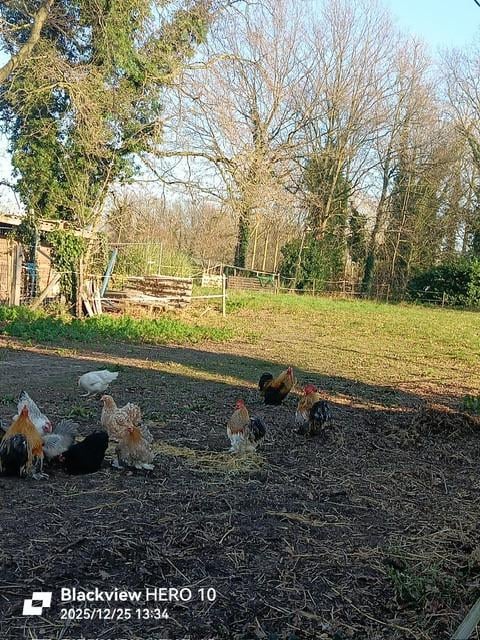 Cochin kriel-haantjes