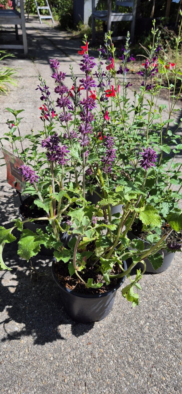 Salvia microphylla Hot Lips