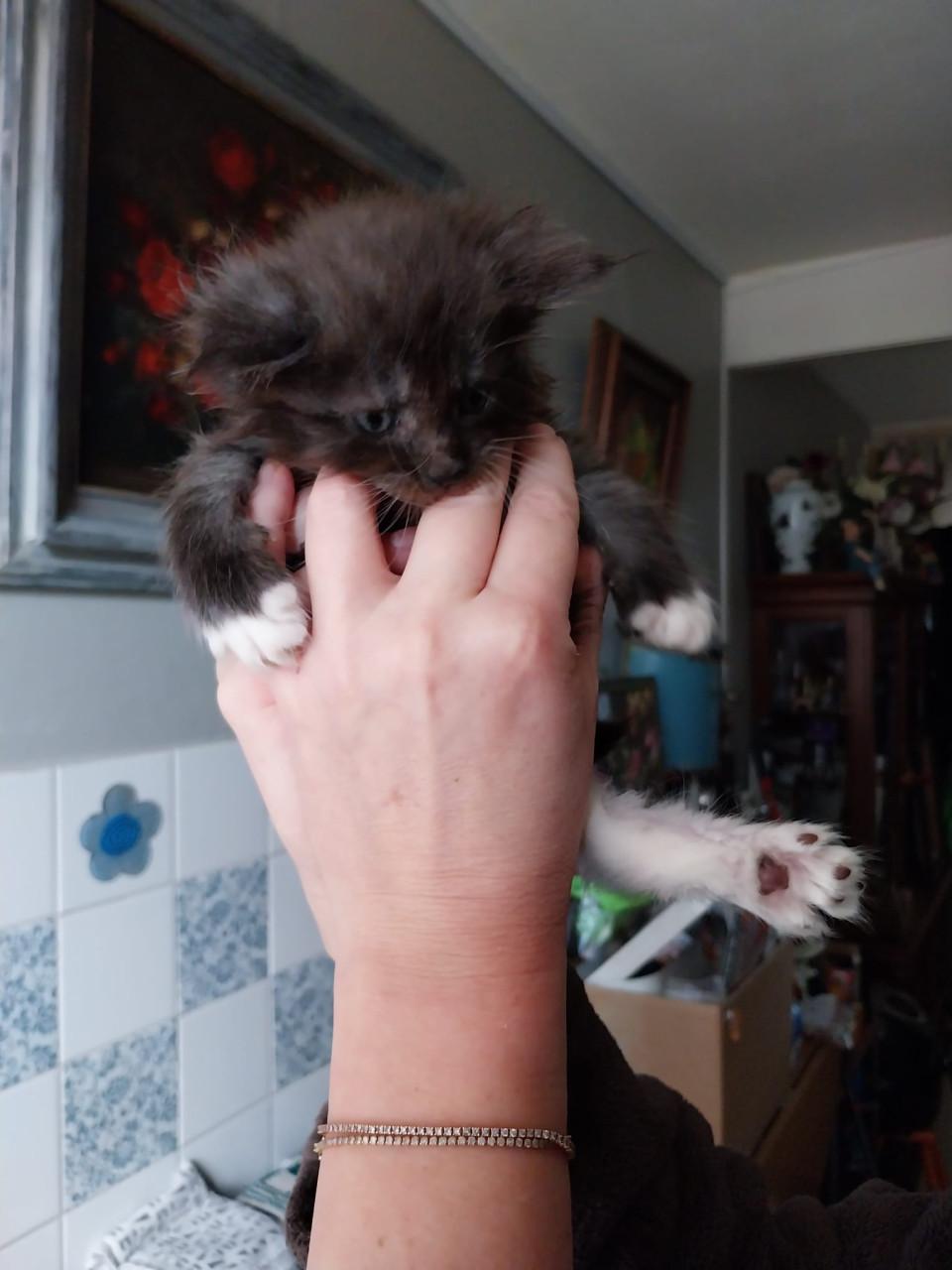 Prachtige Maincoon kittens