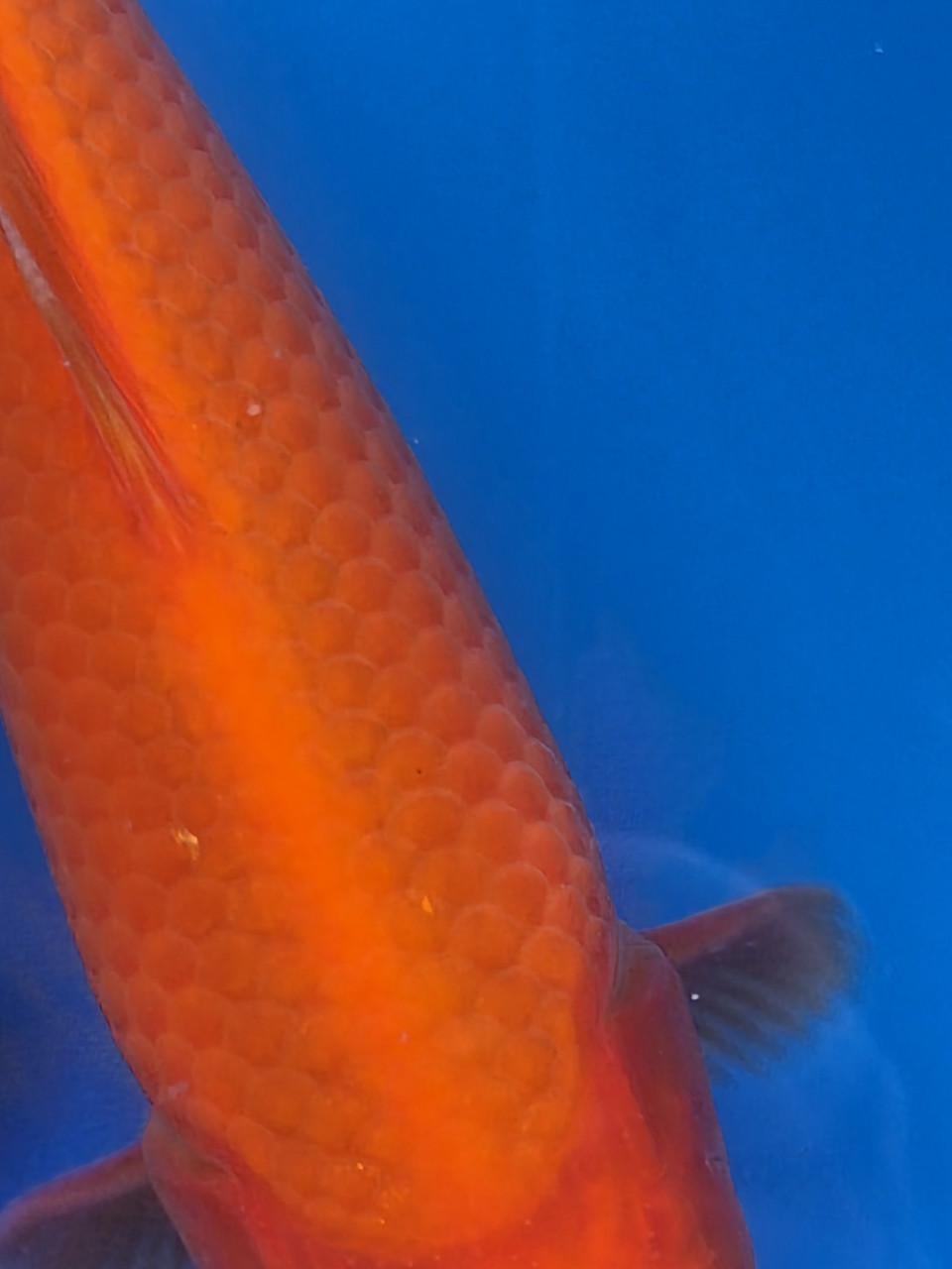 Koningsdag benigoi aanbieding