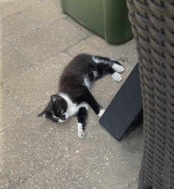 Kitten