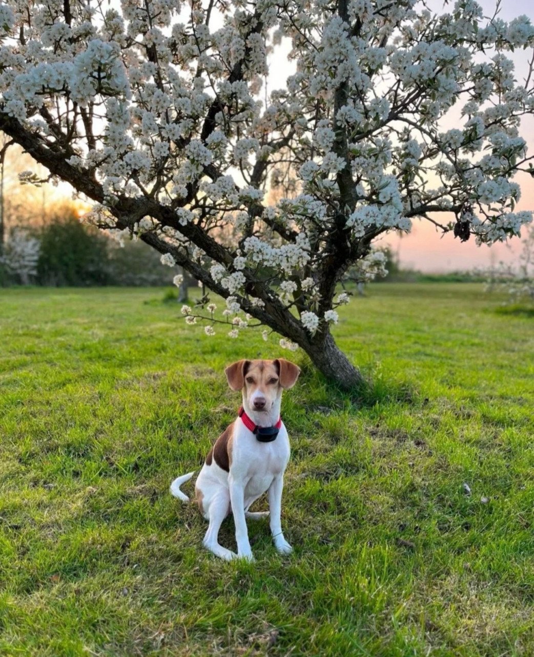 Prachtige boerenfox pups