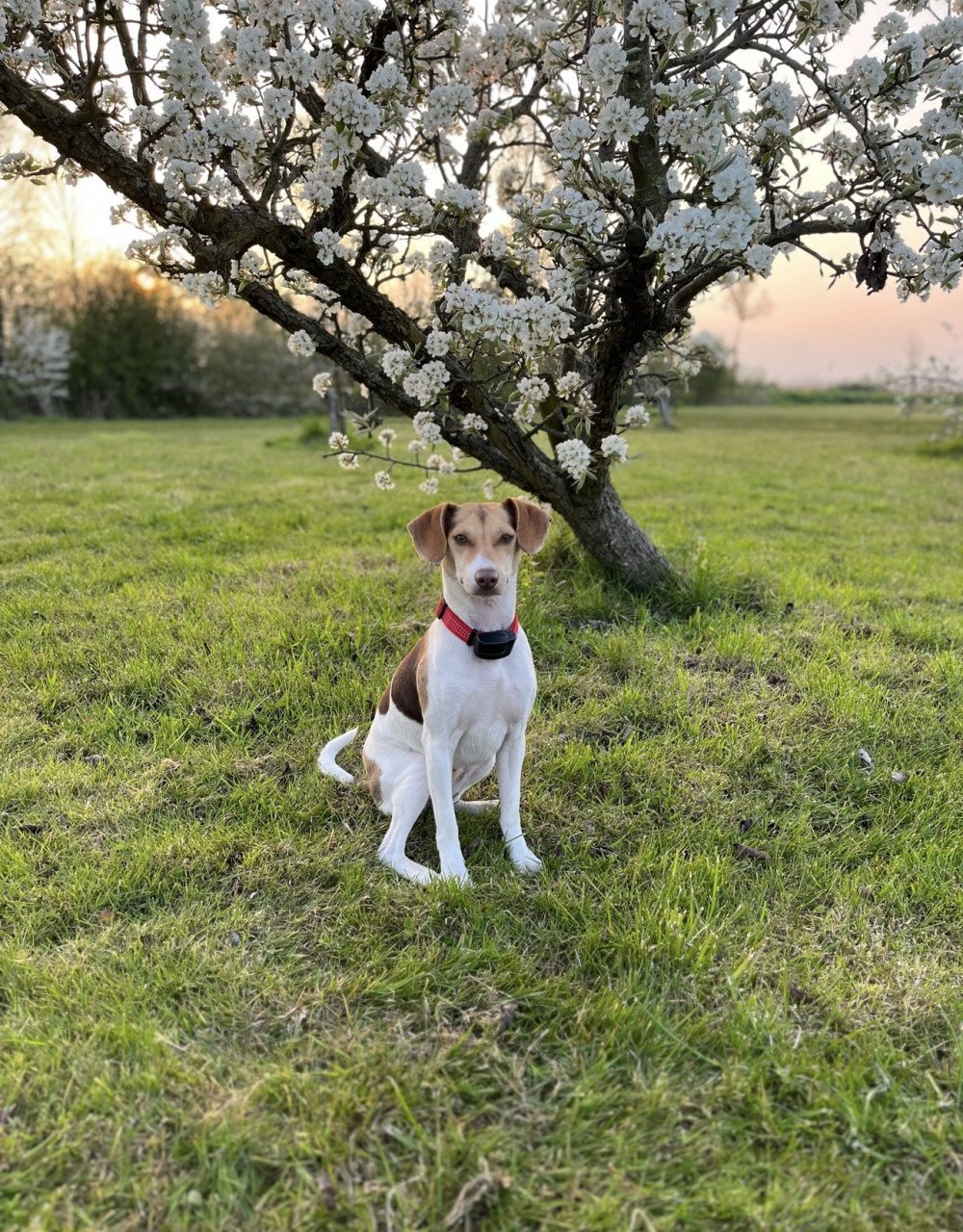 Prachtige boerenfox pup!