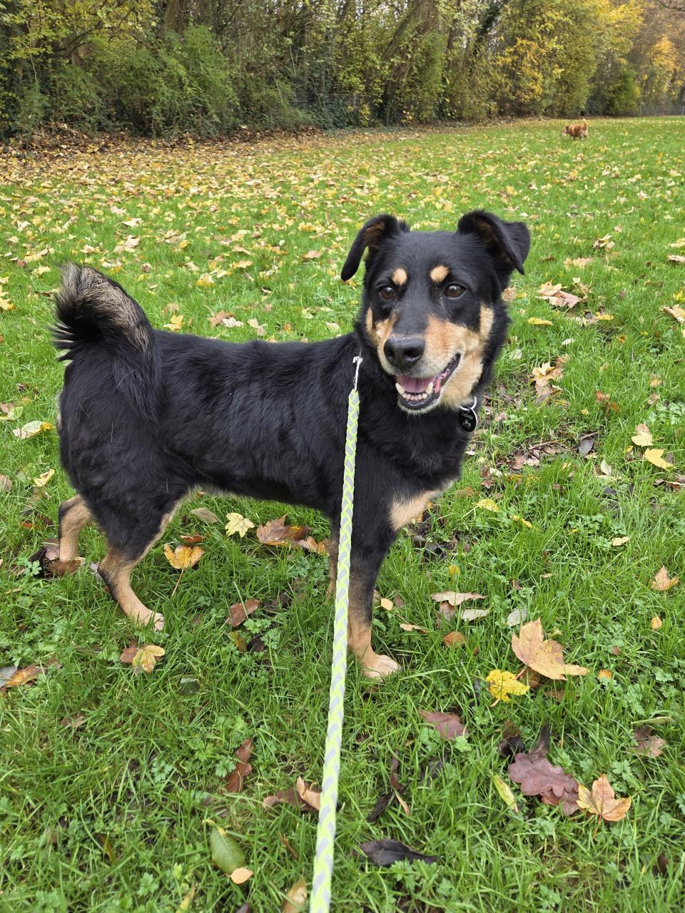 Lieve Zenek zoekt een thuis