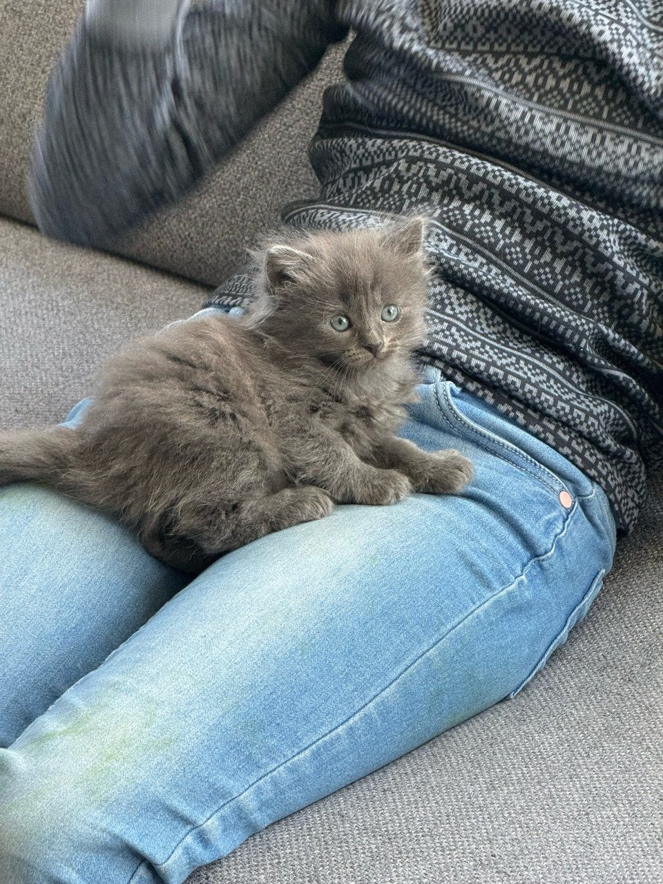 Super lief poesje Ragdoll x Nebelung poesje blauw / grijs