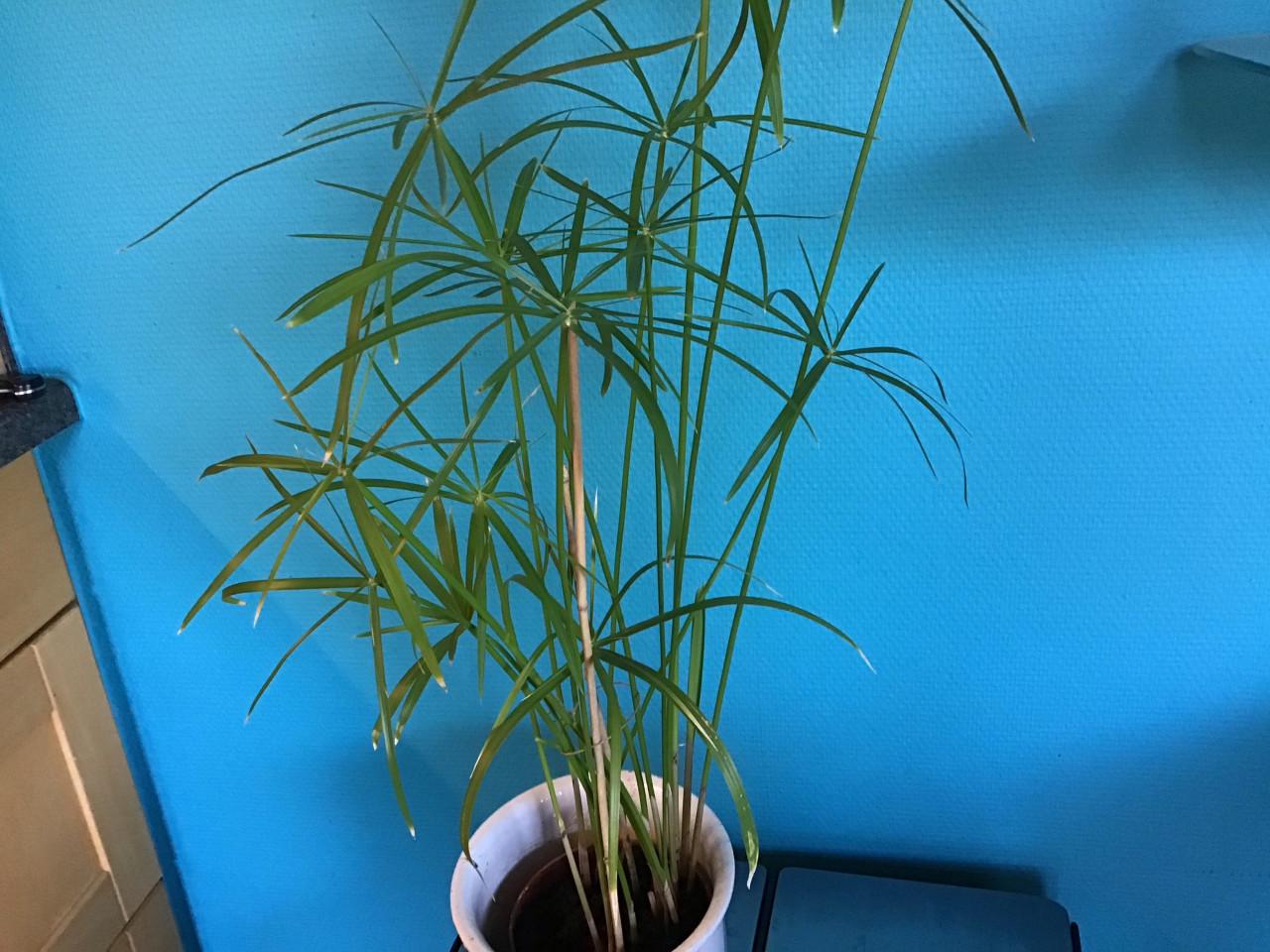 Kamerplant parapluplant