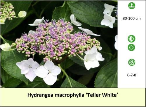 Mooie grote Hortensia's aangeboden in pot !  ++ TIP ++