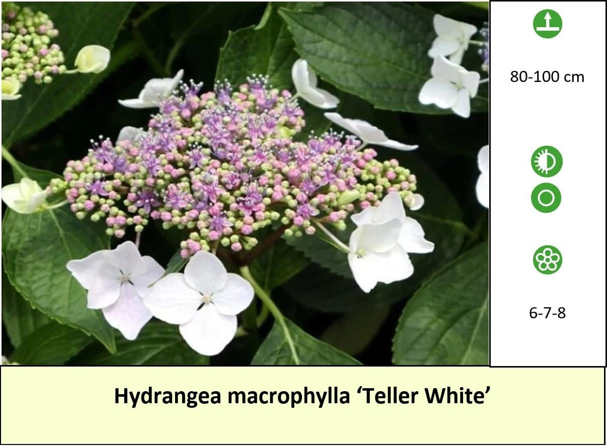 Mooie grote Hortensia's aangeboden in pot !  ++ TIP ++