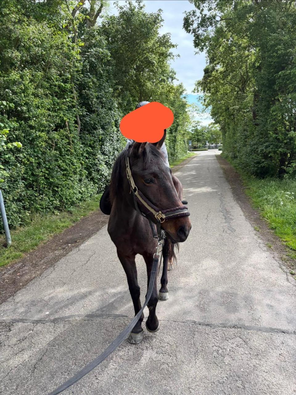 Super lieve D pony merrie