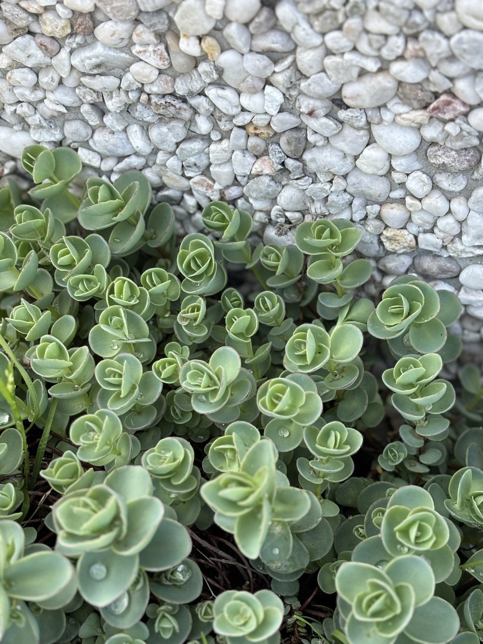 Vetplanten
