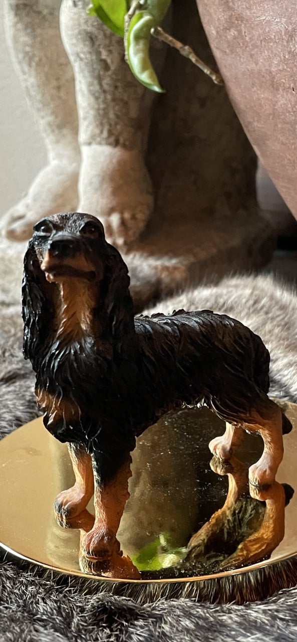 Afghaanse windhond en setter