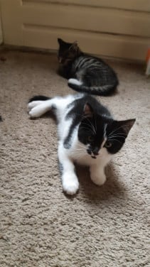 Kittens