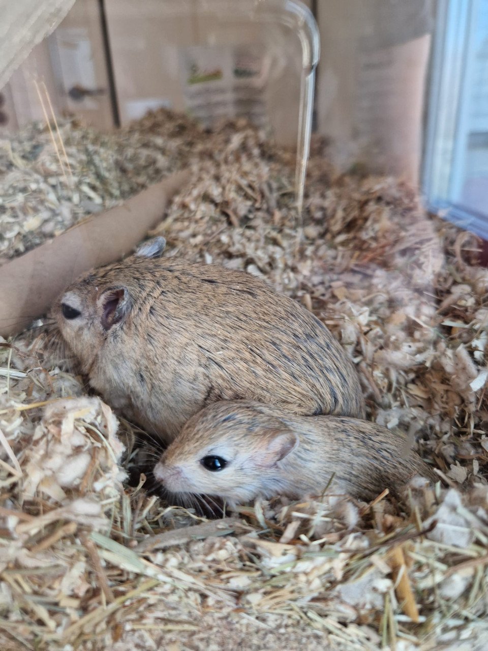 Gerbil