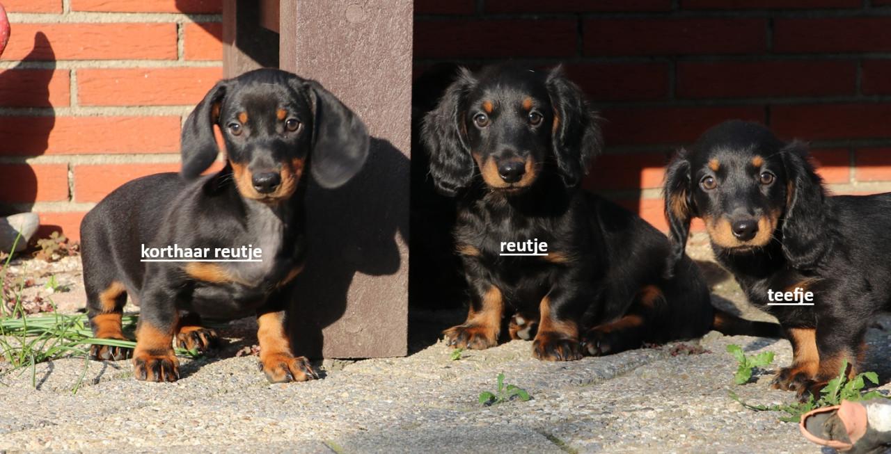 Dwerg Teckel pups