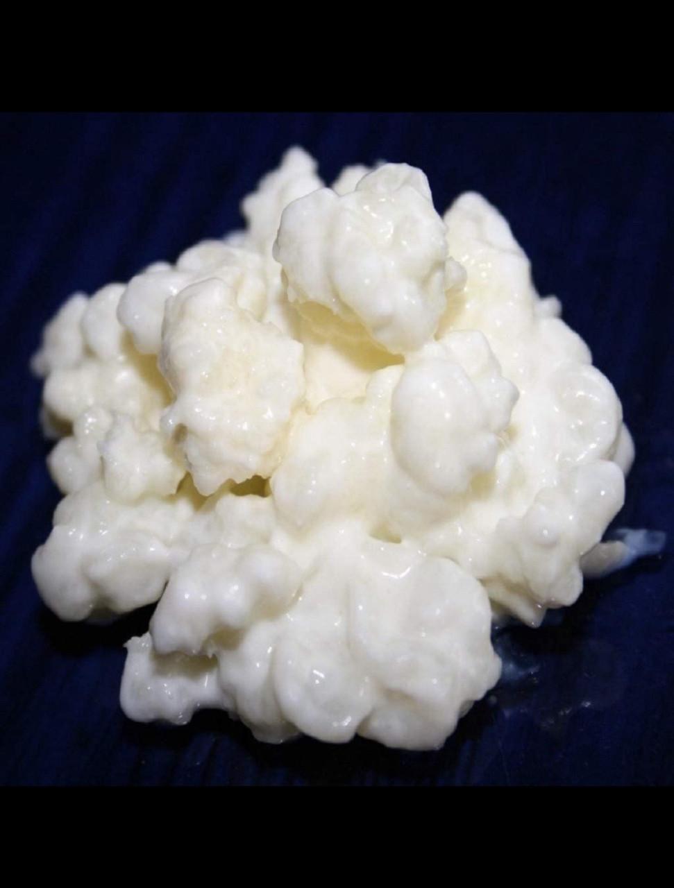 Melkkefir-korrels (plantje), prima kwaliteit