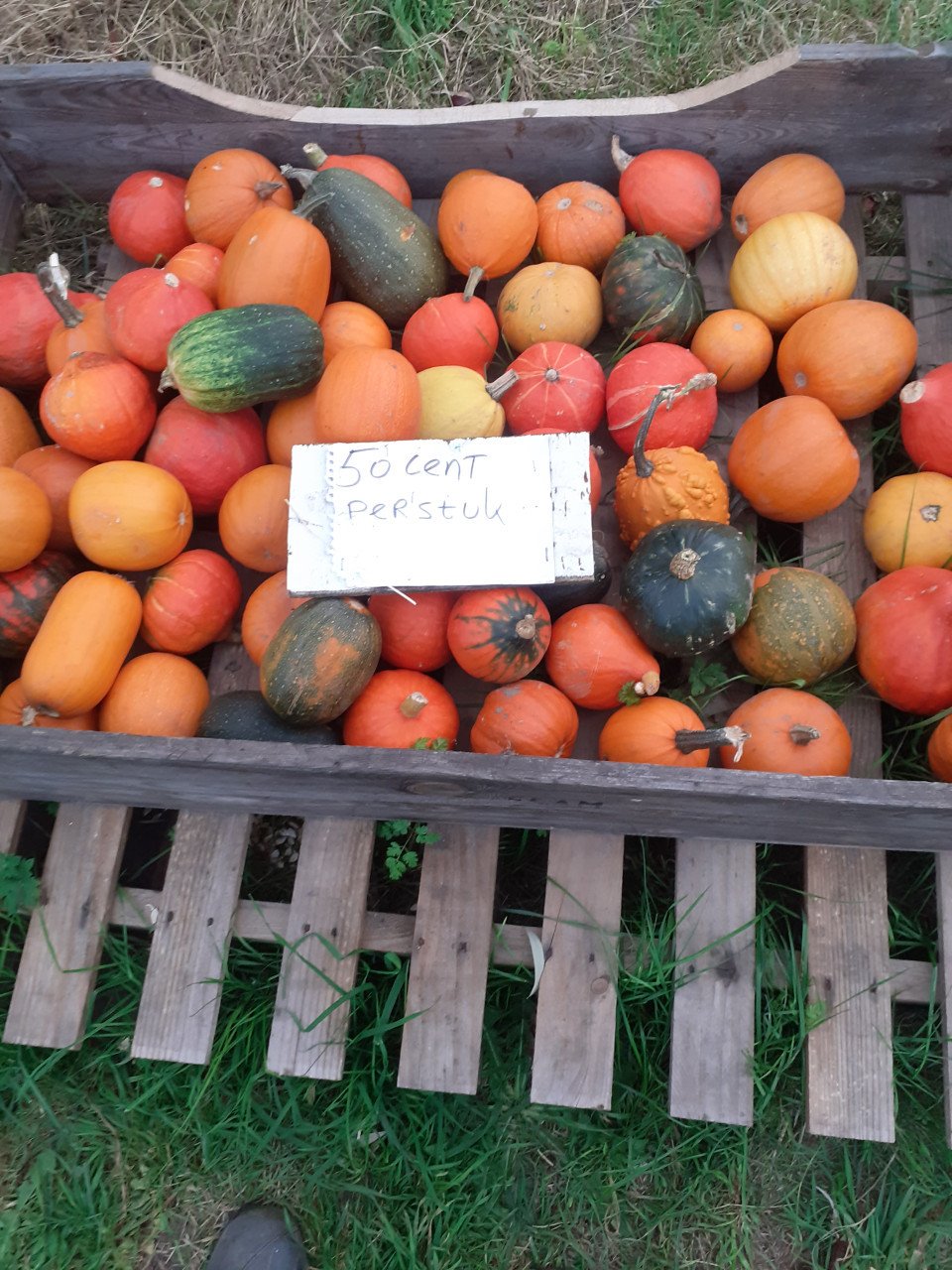 Bio pompoenen te koop