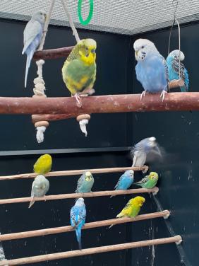 Diverse kleuren grasparkieten .