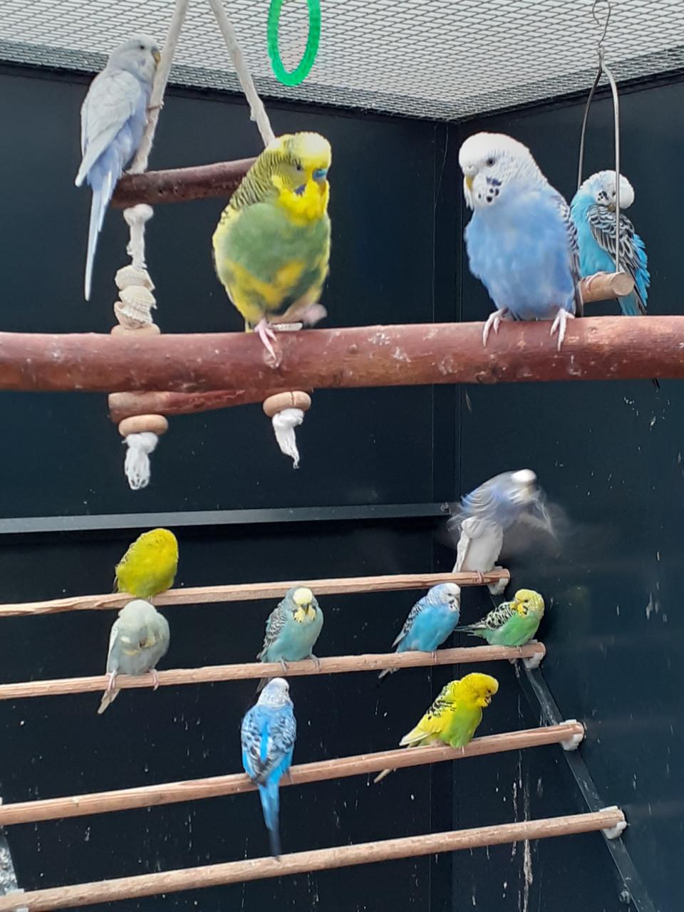 Diverse kleuren grasparkieten .