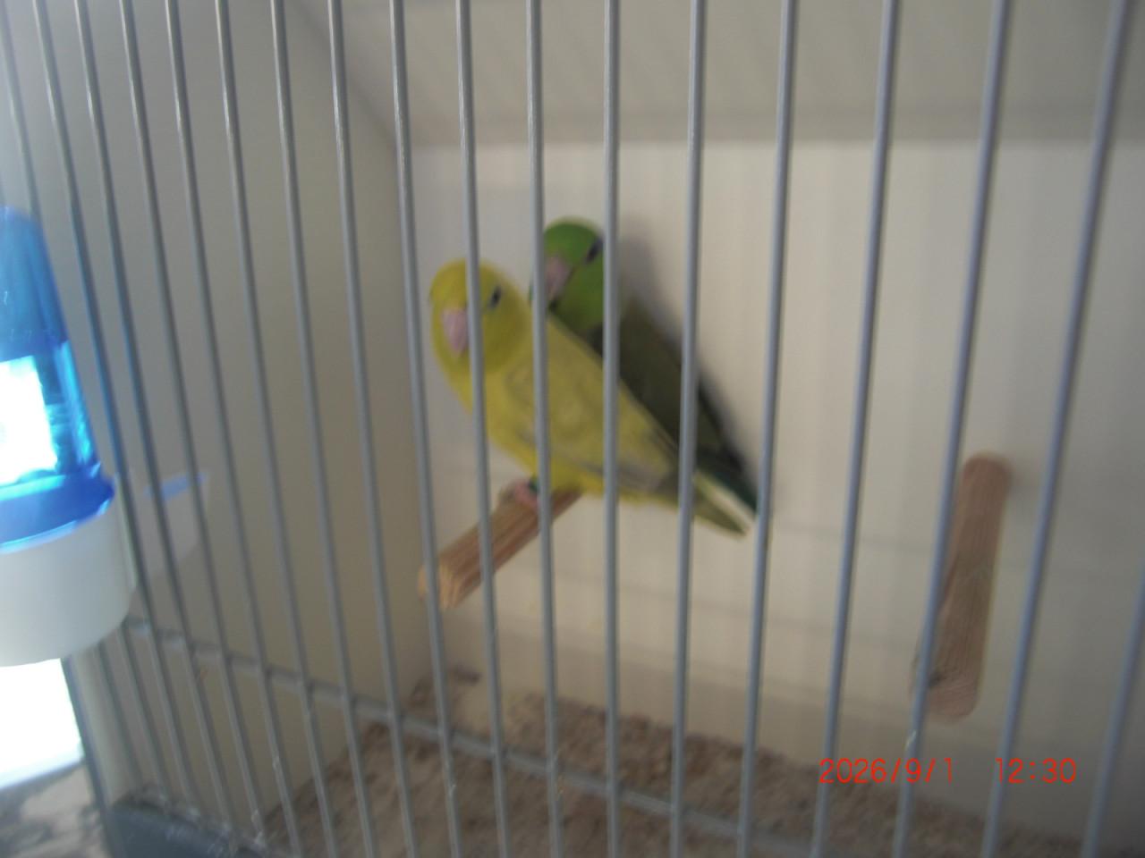 Koppel Forpussen