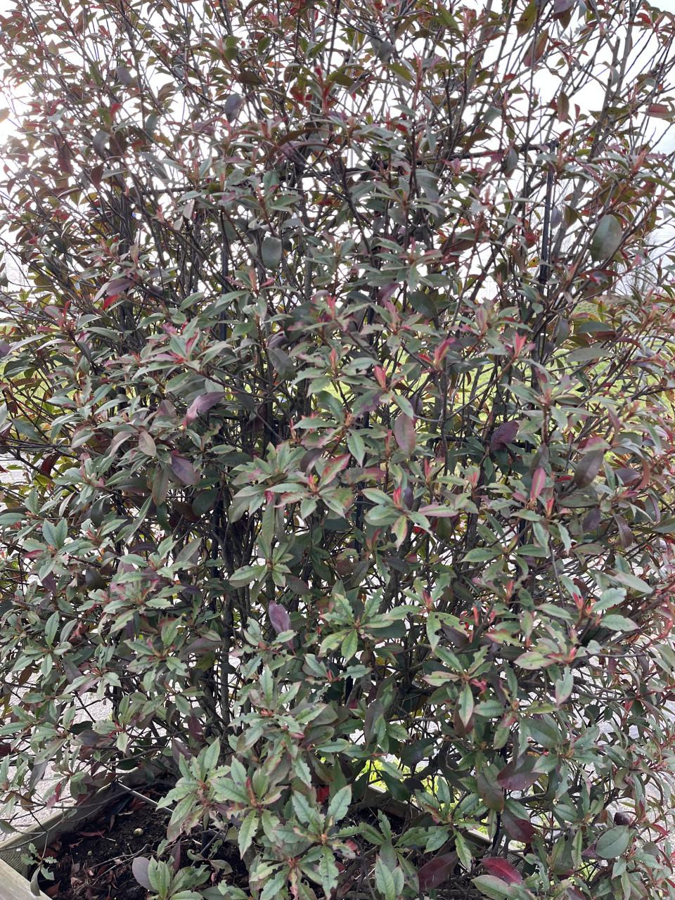 Red Robinia Photinia op stam (12 stuks)