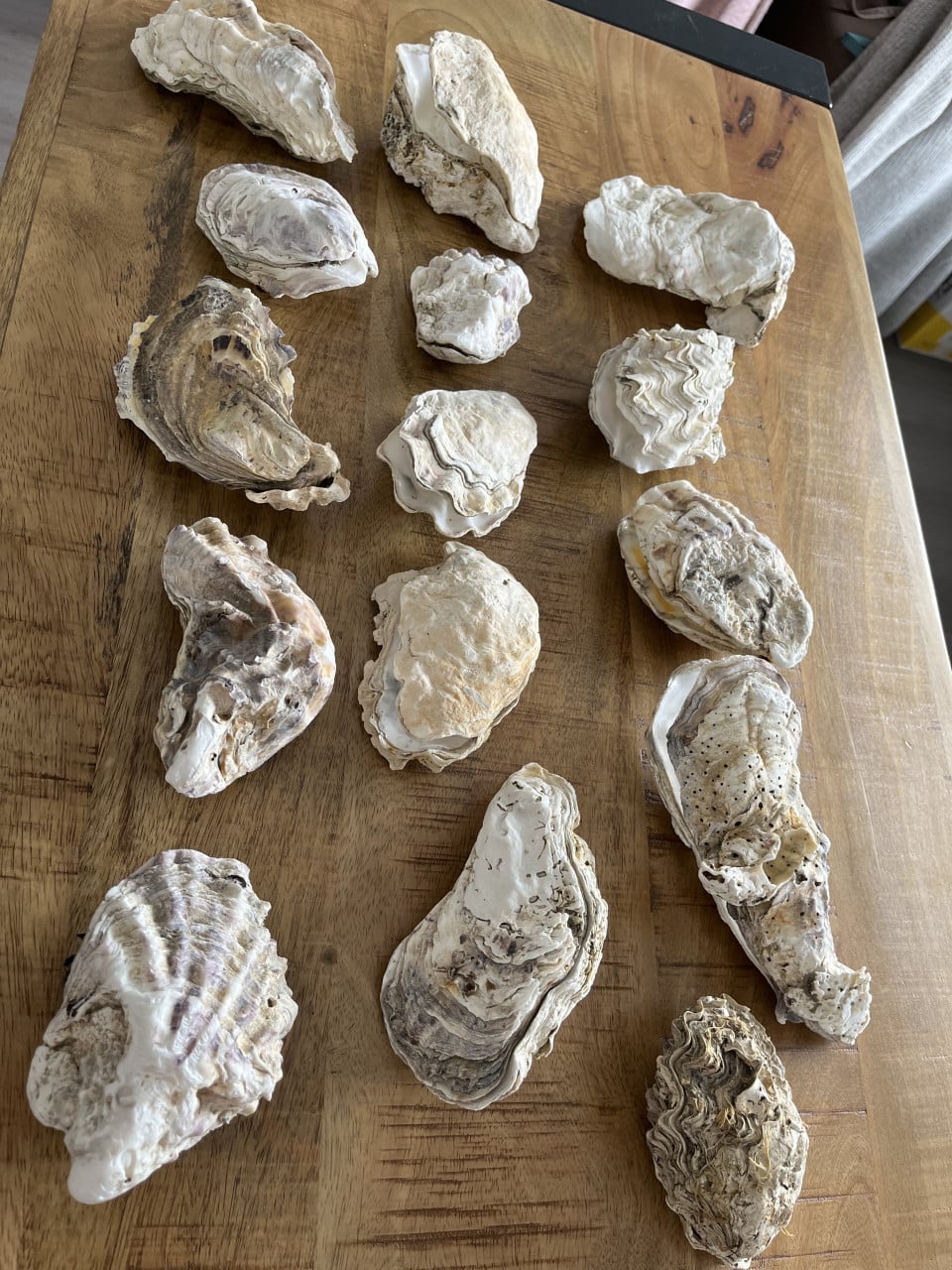 Setjes oesterschelpen