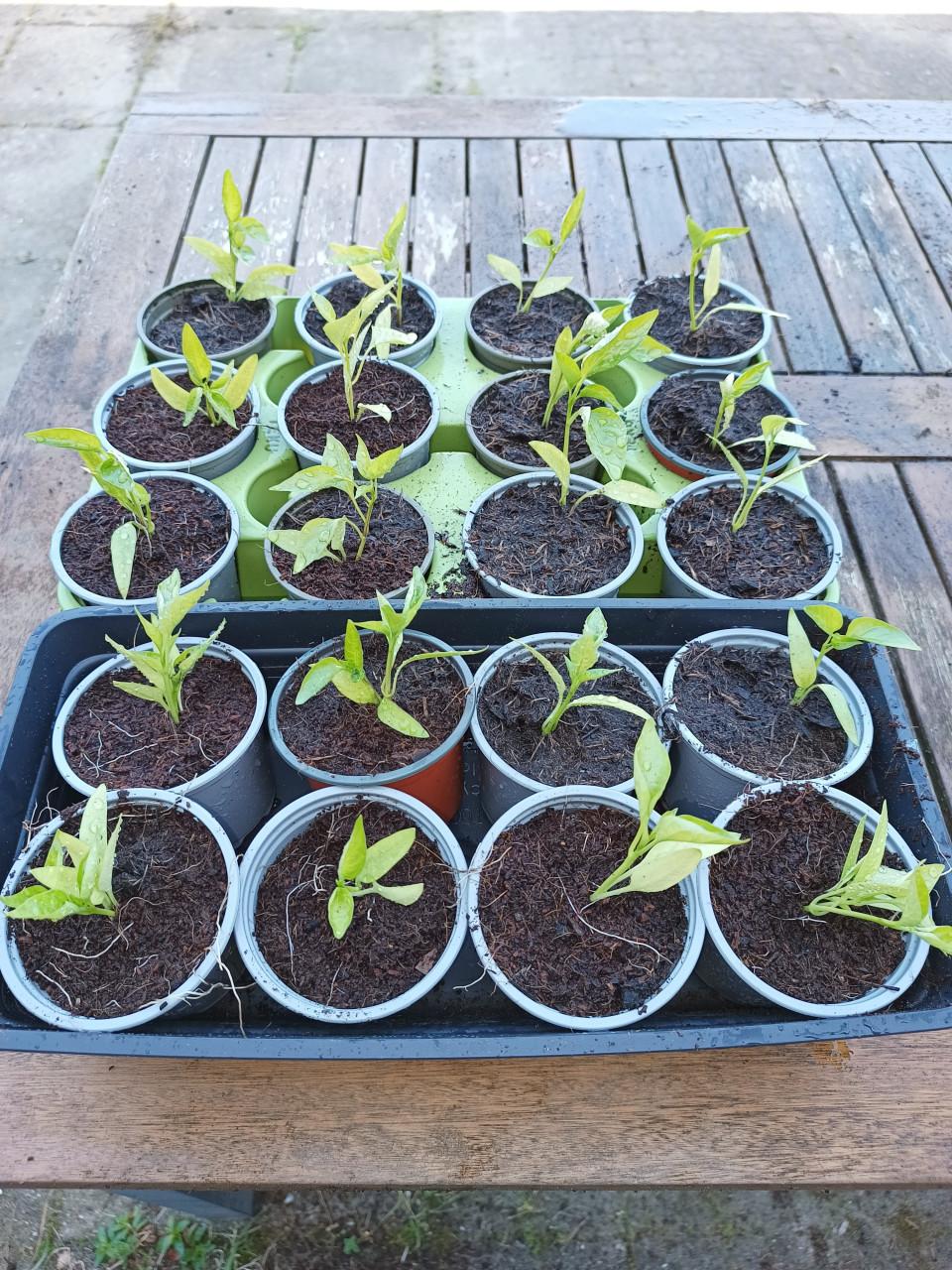 Paprika plantjes aangeboden: