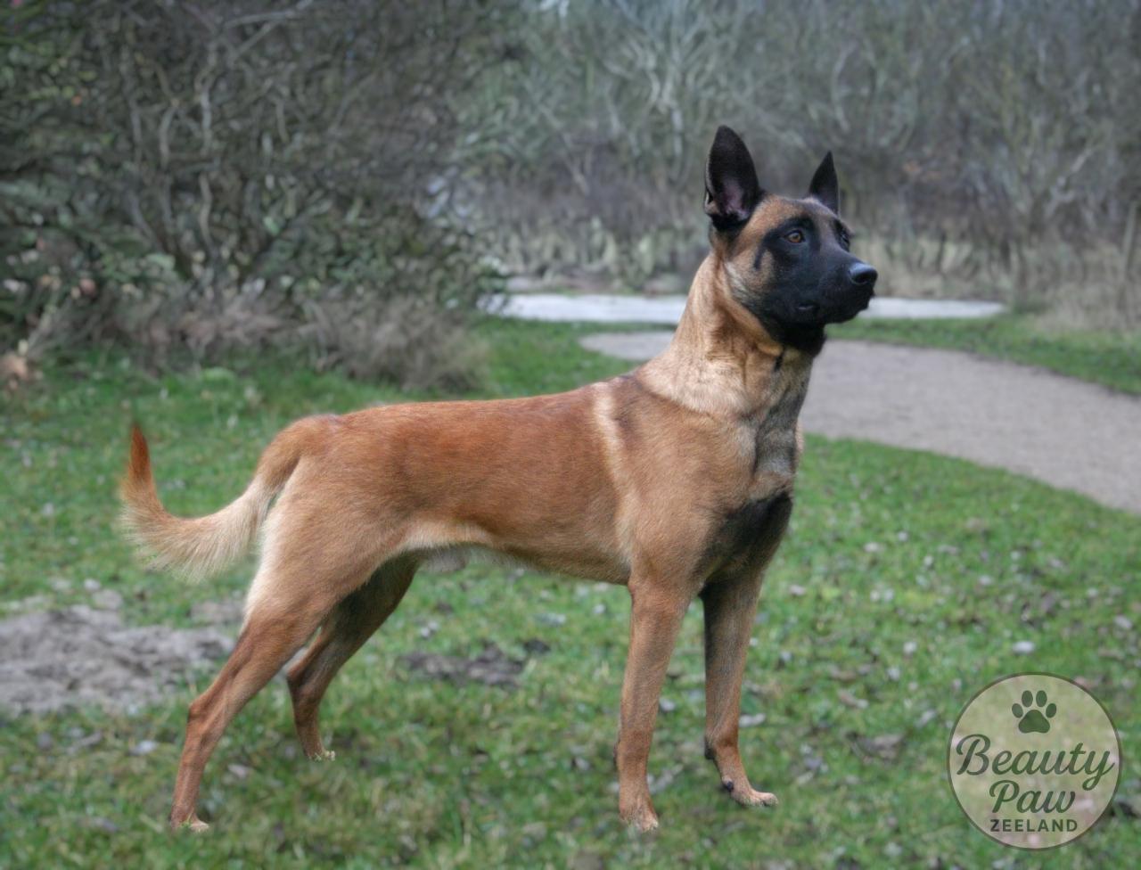 (Gratis) fotoshoot van uw hond