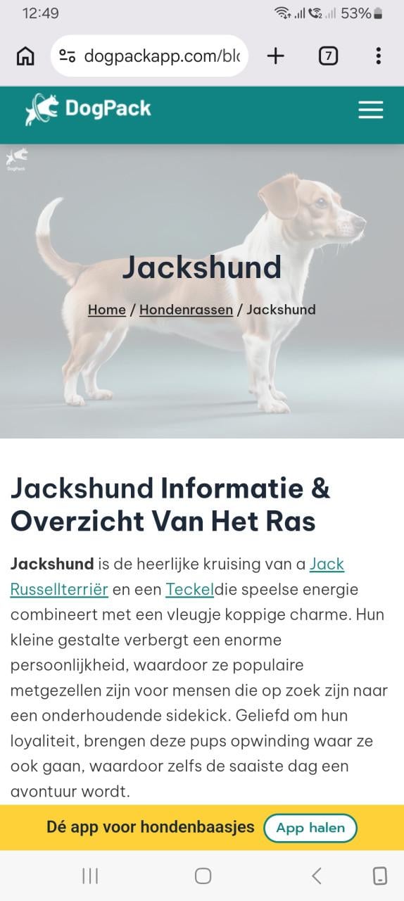 Jack russel x Teckel