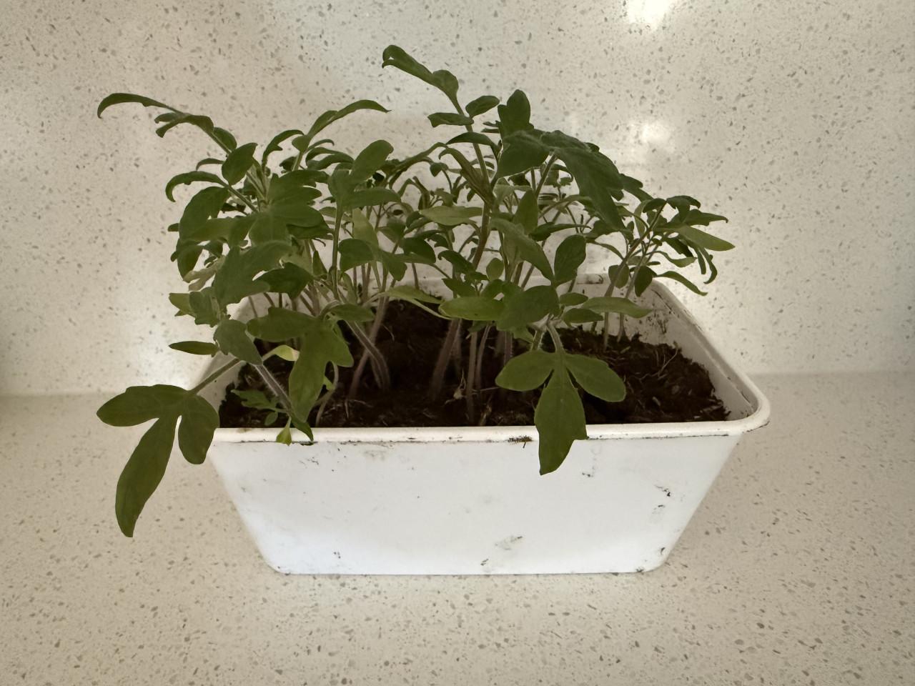 Tomaten 🍅 plantjes