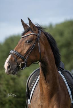 Knappe 5 jarige merrie