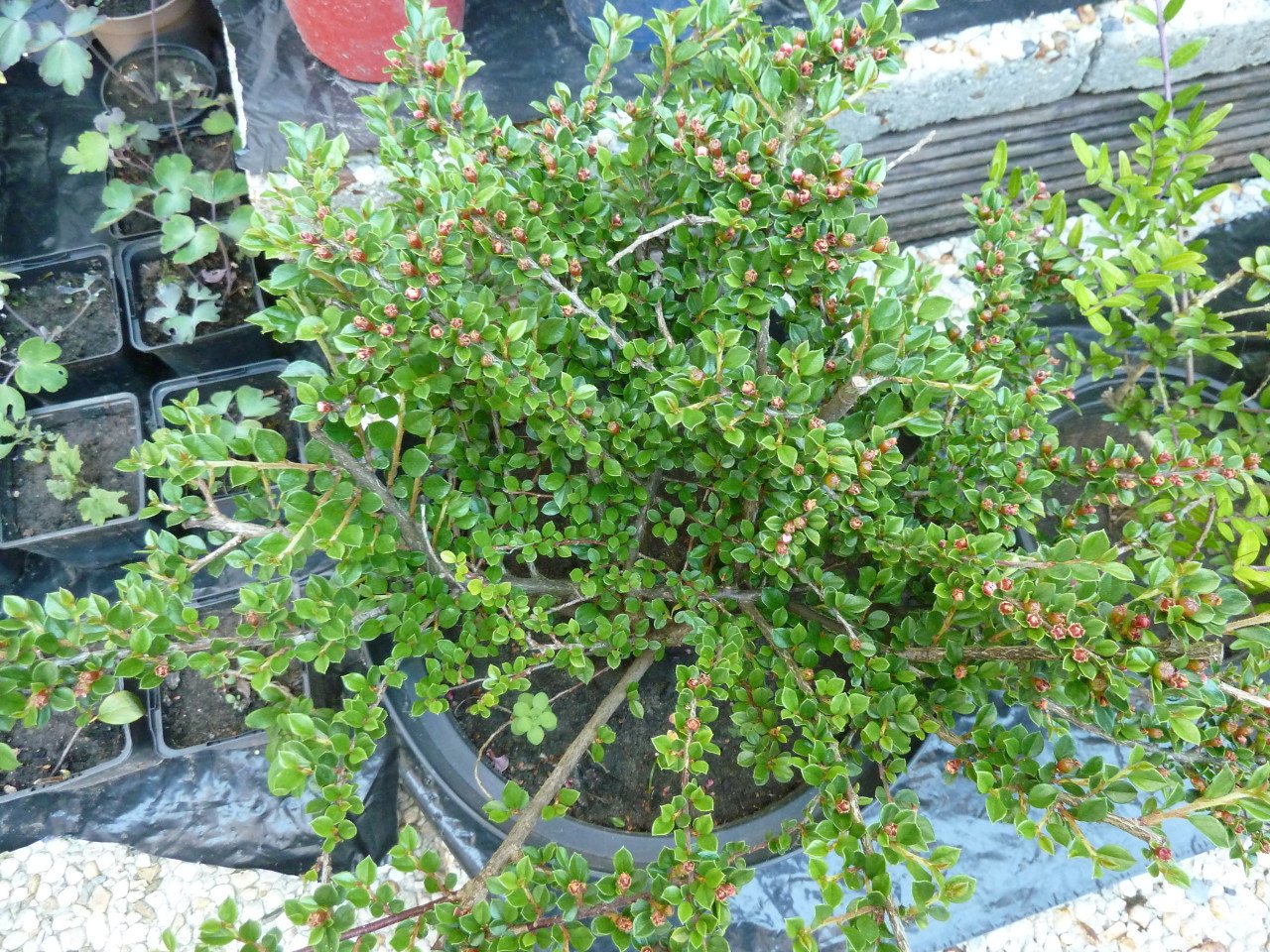 OPRUIMING VASTE PLANTEN