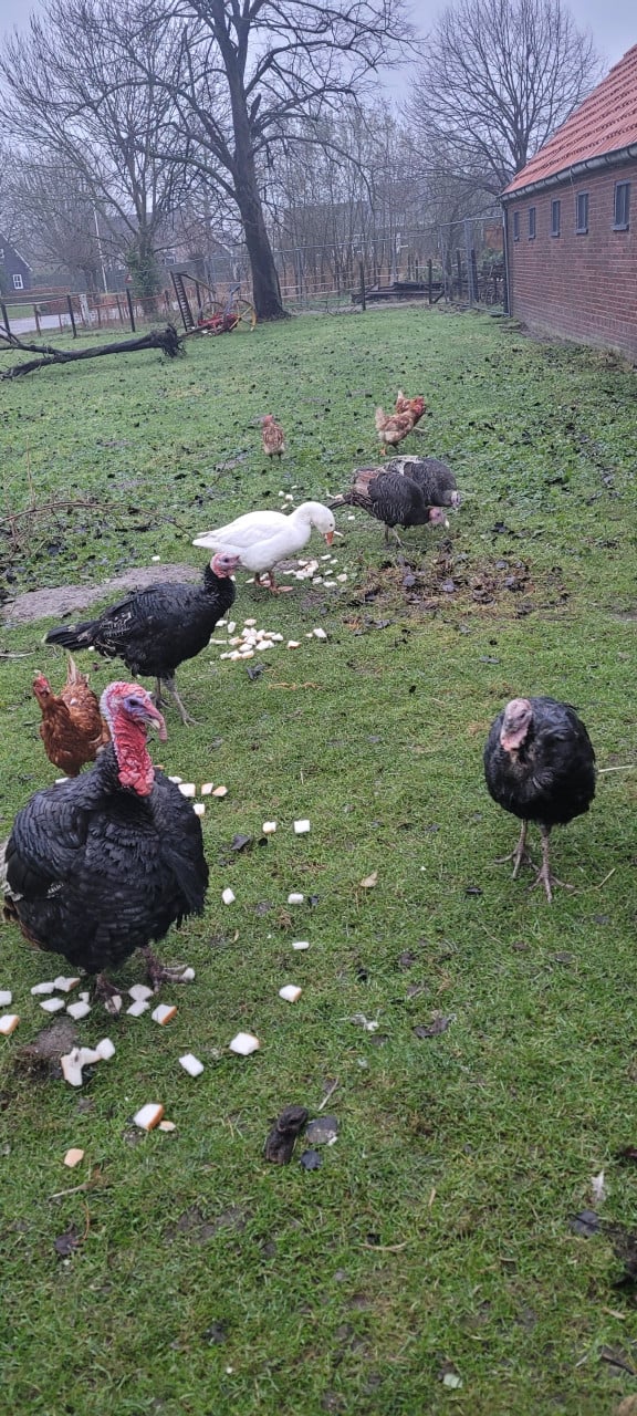 Supervers LEGMEEL van Zeeuwse bodem 60 ct/kg. zak 25 kg. € 15,--