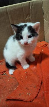 Lieve kittens