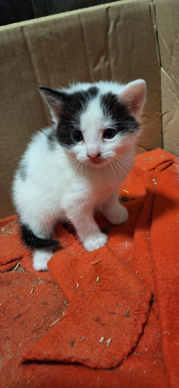 Lieve kittens