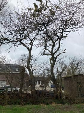 GRATIS grote hoeveelheid haardhout (zie omschrijving!)