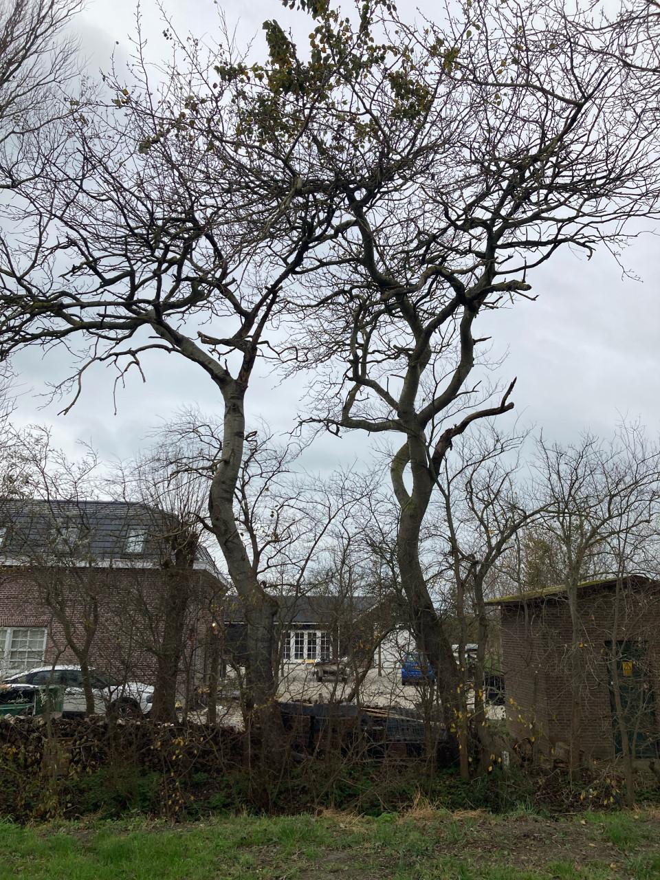 GRATIS grote hoeveelheid haardhout (zie omschrijving!)