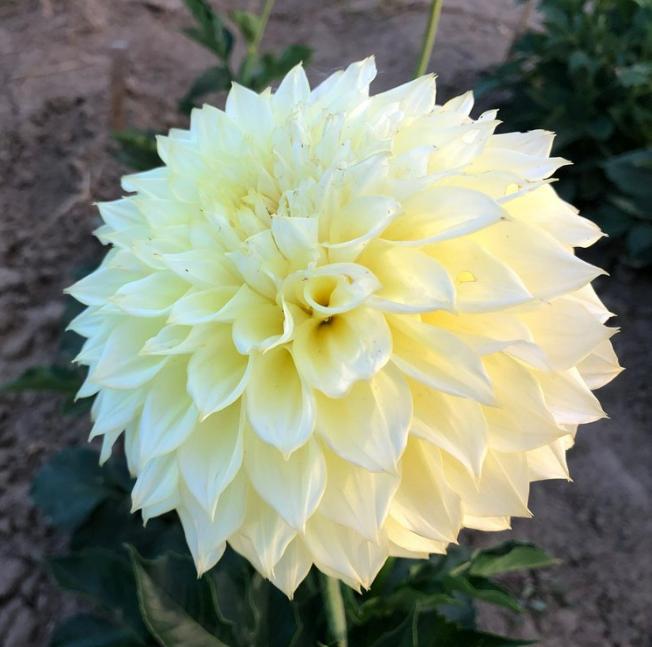 Dahlia's nog in vele soorten en kleuren, prijzen vanaf