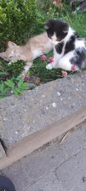 Lieve, sociale kittens