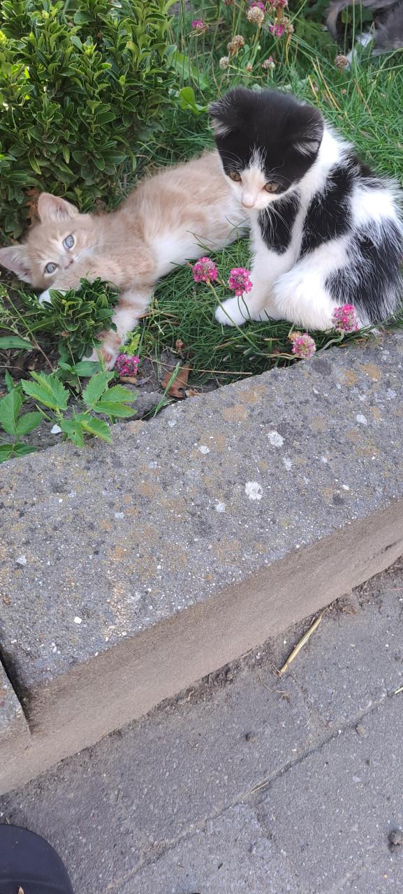 Lieve, sociale kittens