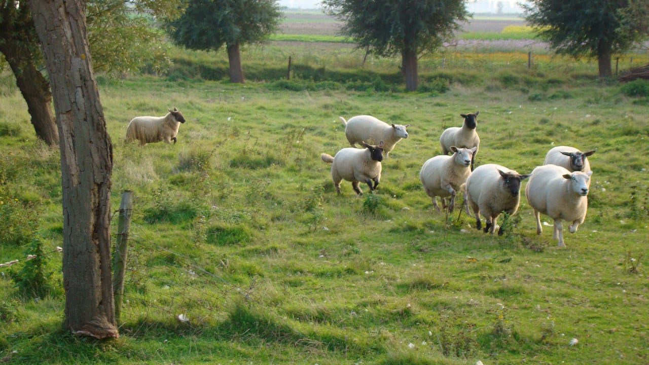 Jonge ooien / schapen gevraagd