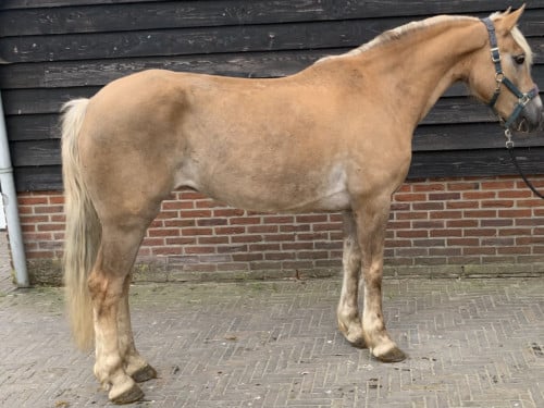 Prachtige Haflinger merrie