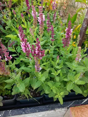 Bloeiende vaste planten