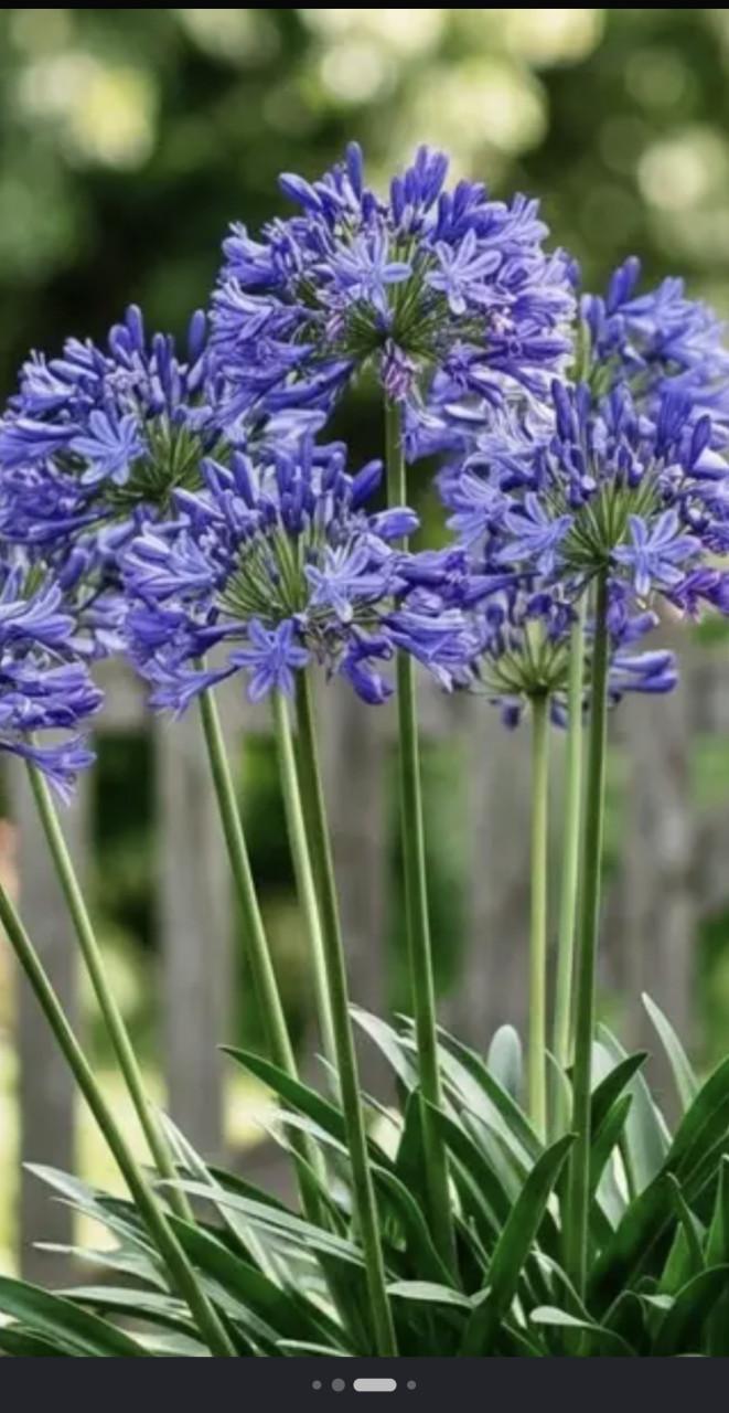 Grote pol Agapanthus