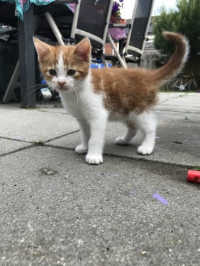 Gouden mandje gezocht Kittens