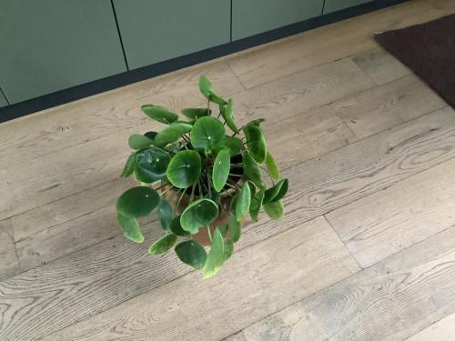 Kamerplant, Pannenkoekplant