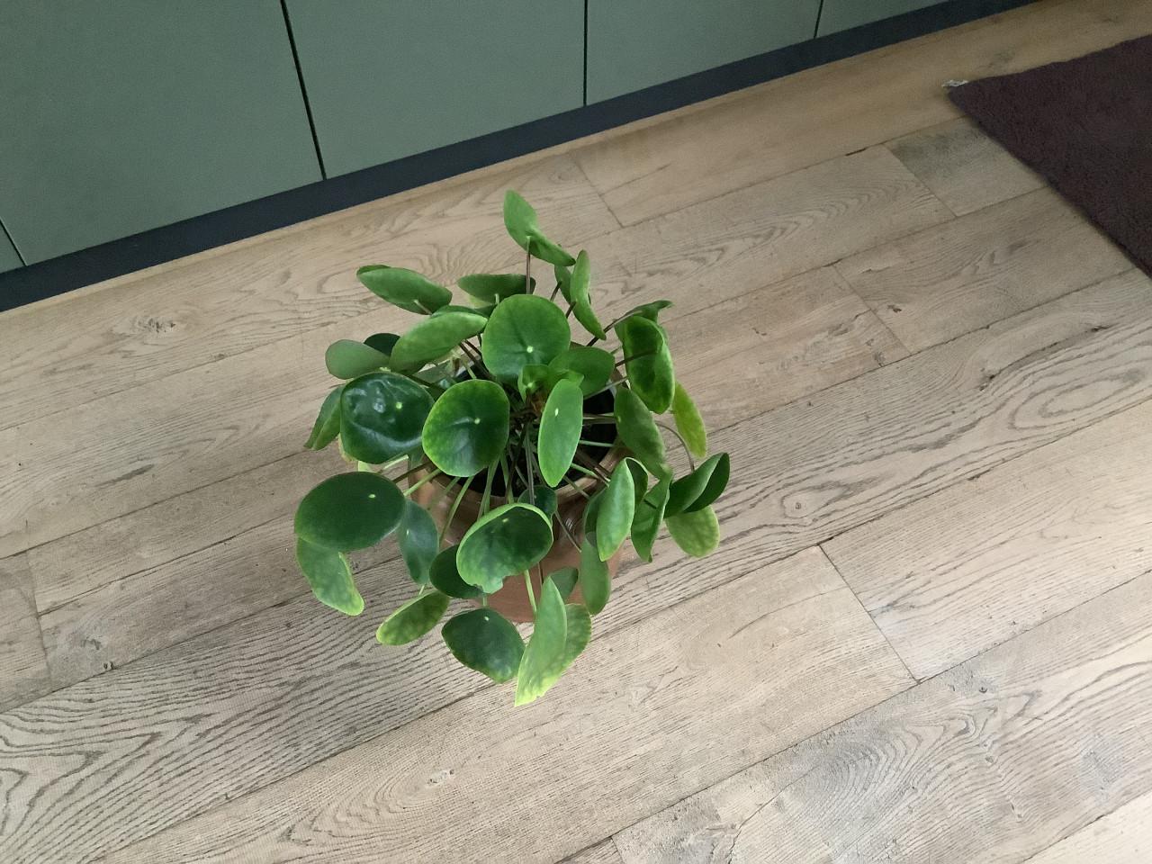 Kamerplant, Pannenkoekplant